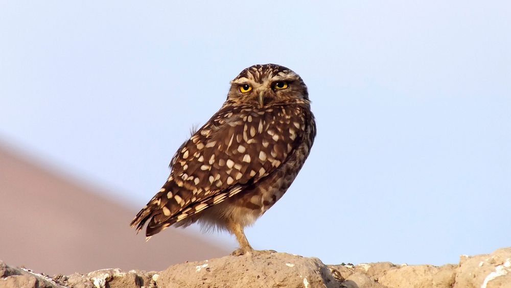 Burrowing owl standing alone closeup. Free public domain CC0 photo.