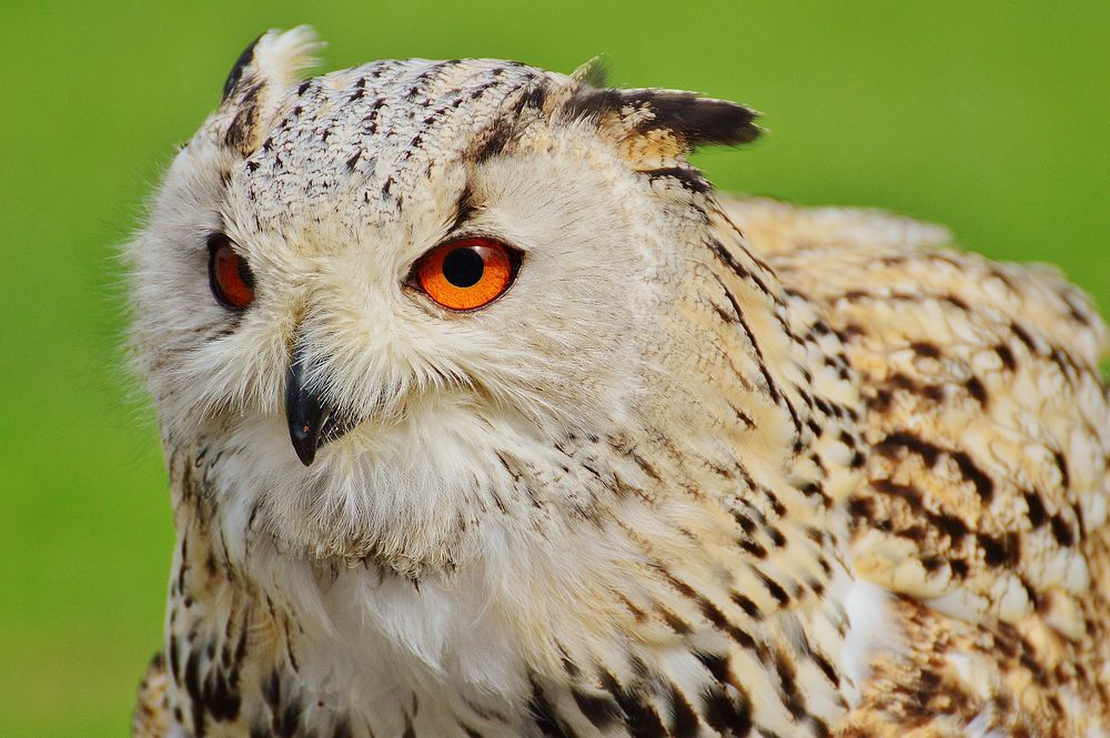 Eurasian eagle owl face closeup. Free public domain CC0 photo.