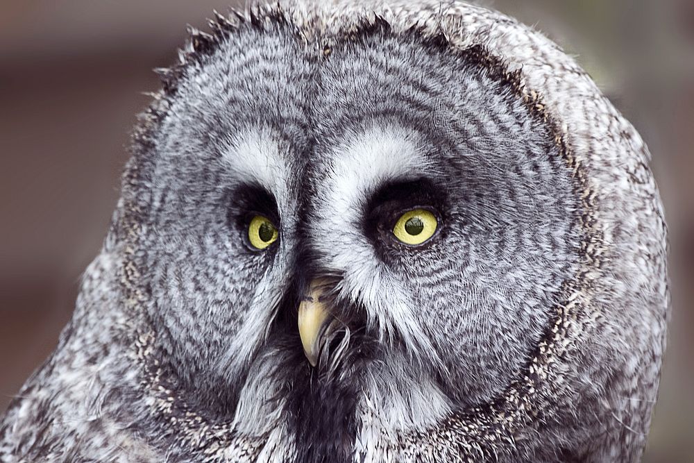 Great grey owl close up. Free public domain CC0 photo.