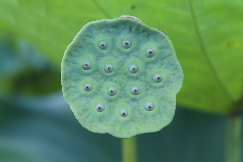 Lotus seed pod close up. Free public domain CC0 photo.