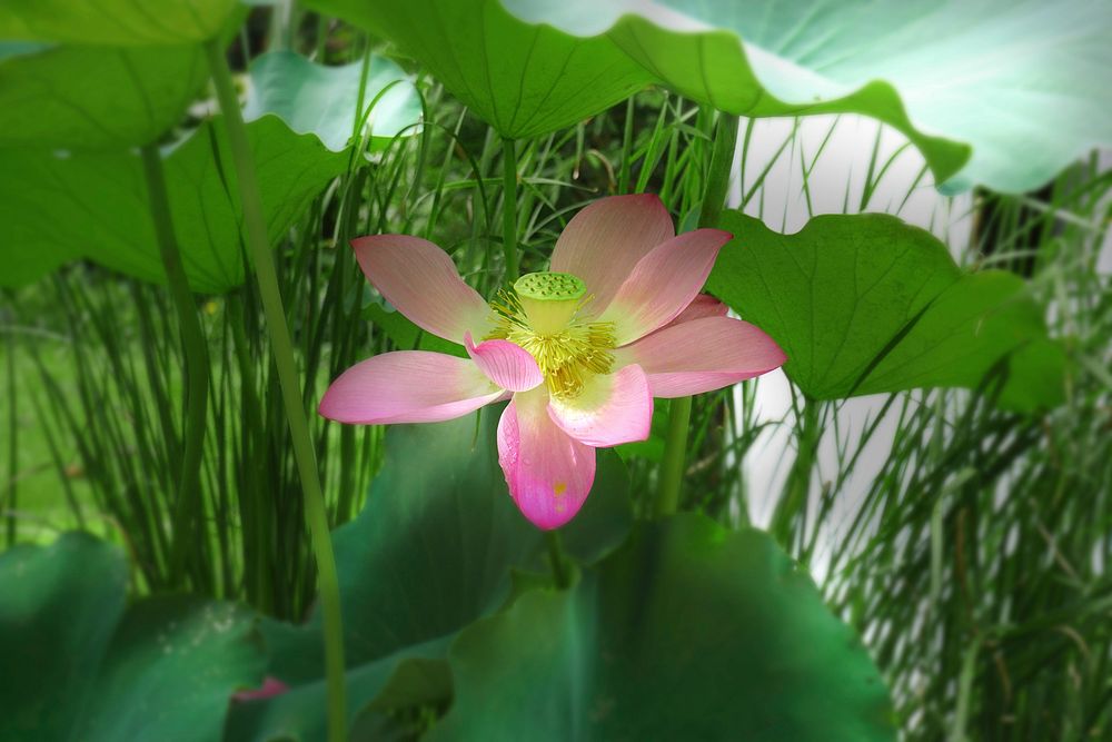 Pink lotus background. Free public domain CC0 photo.