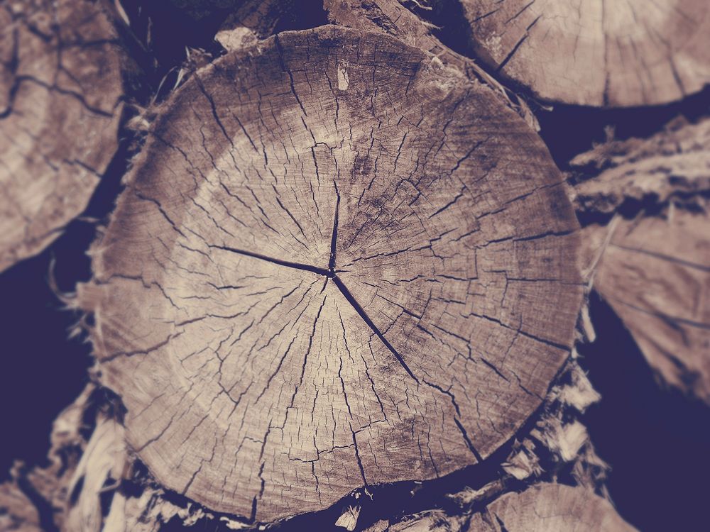 Cut tree trunks. Free public domain CC0 image