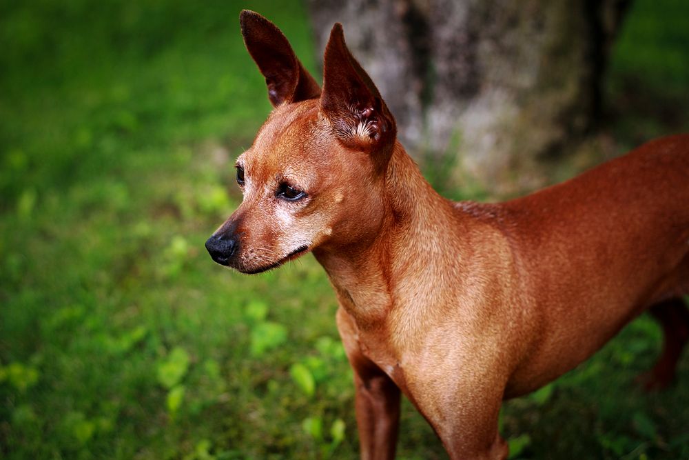 Brown dog standing on grass. Free public domain CC0 photo