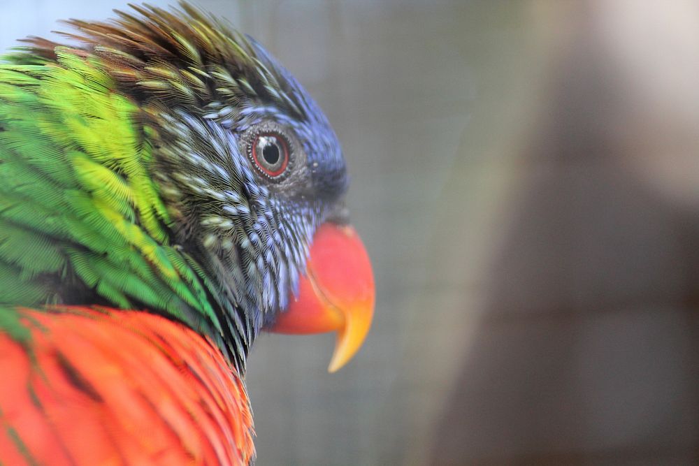 Loriini bird photo. Free public domain CC0 image.