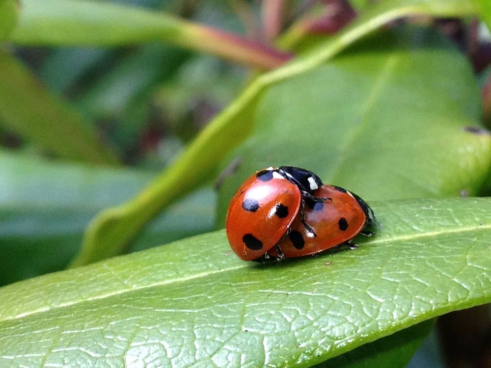Ladybug photo. Free public domain CC0 image.