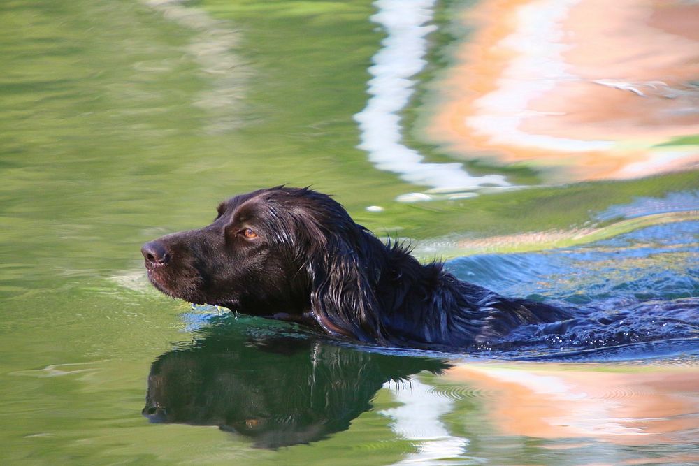 Black dog swimming. Free public domain CC0 photo.