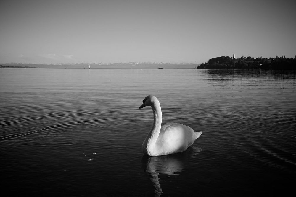 White swan swimming alone. Free public domain CC0 photo.