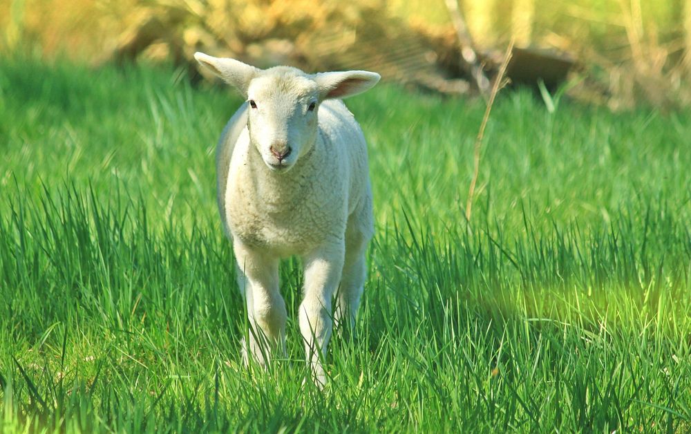Baby sheep on grass. Free public domain CC0 photo.