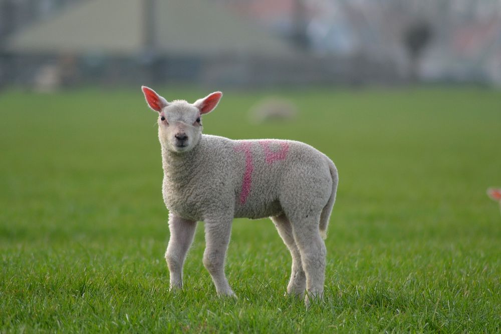 Baby sheep. Free public domain CC0 photo.