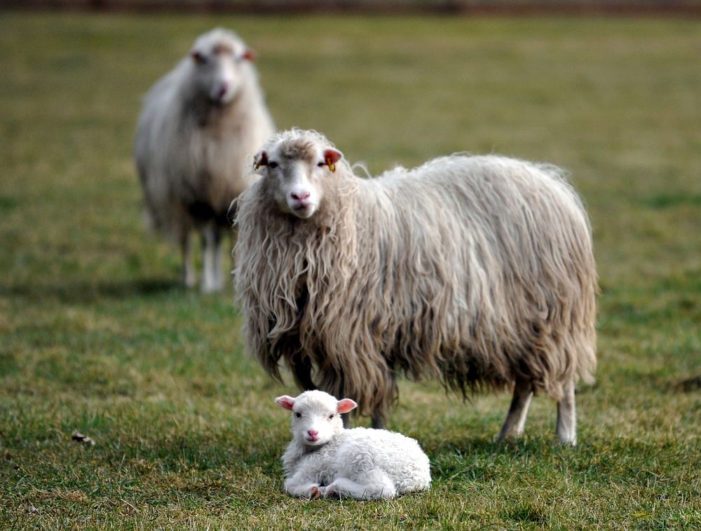 Mother sheep with a baby lamp. Free public domain CC0 photo.