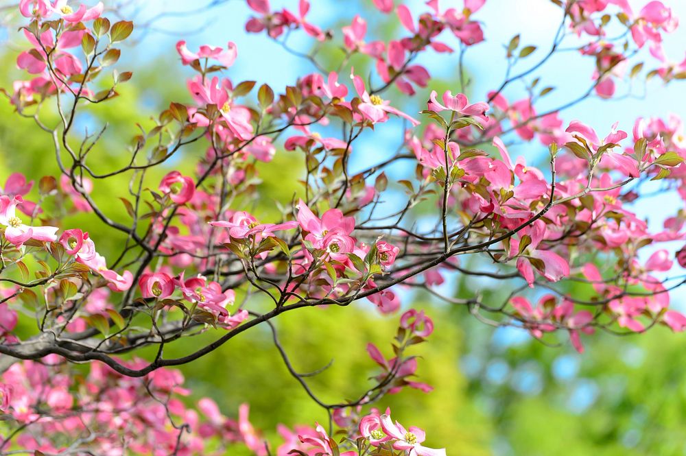 Pink dogwood flower background. Free public domain CC0 image.
