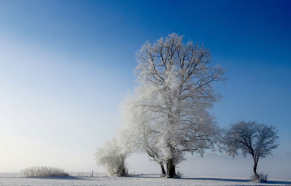 Snow covered tree. Free public domain CC0 photo. 