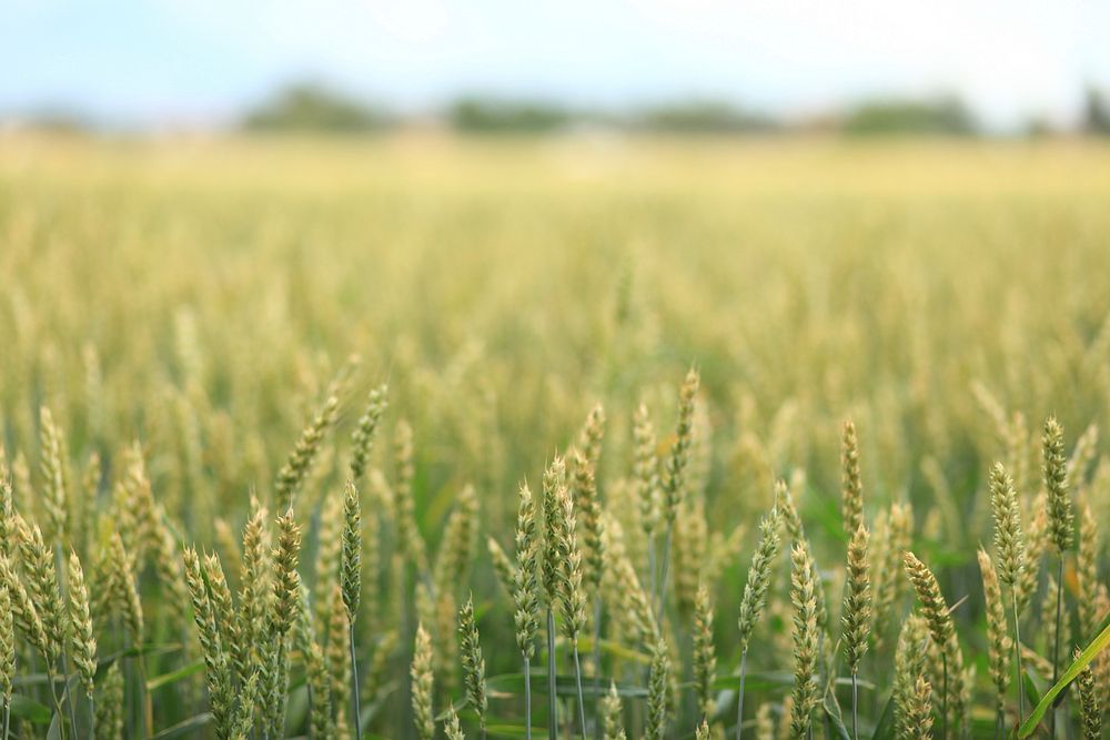 Agricultural cornfield. Free public domain CC0 photo.