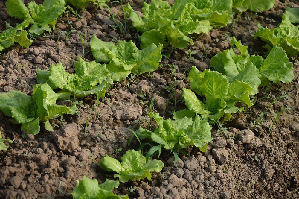 Lettuce farming. Free public domain CC0 photo.