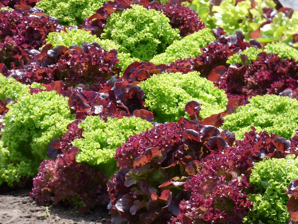 Green & red lettuce. Free public domain CC0 photo