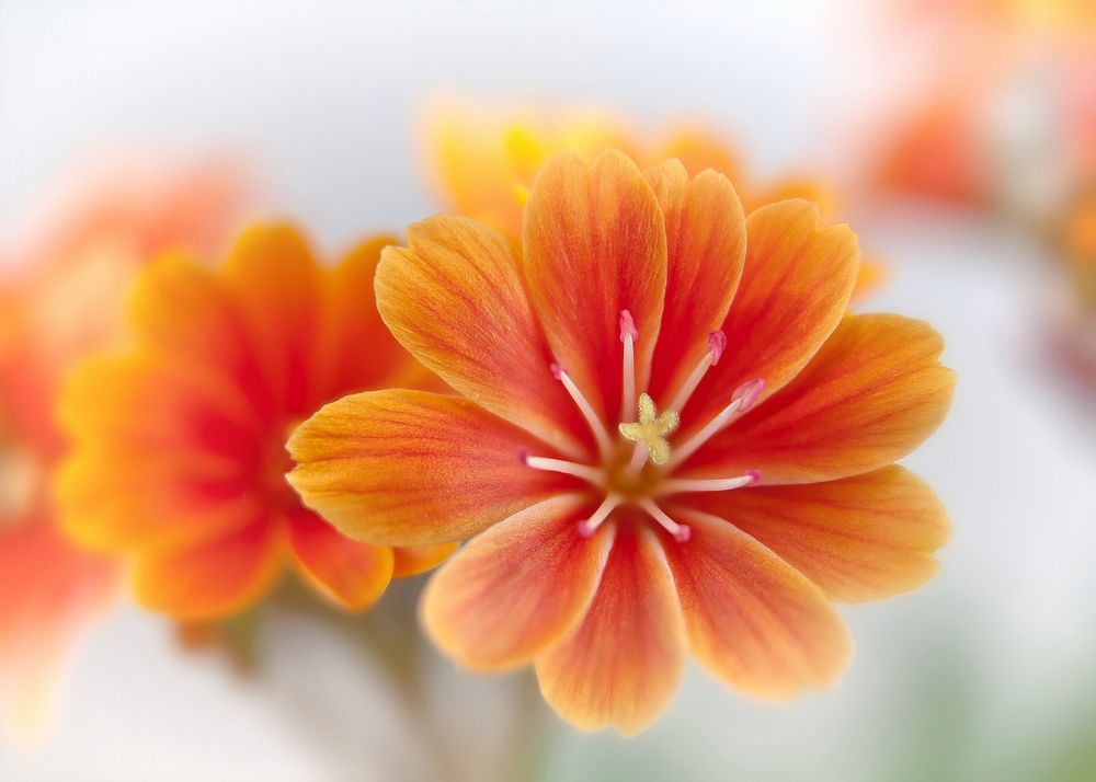 Orange flower closeup. Free public domain CC0 image.