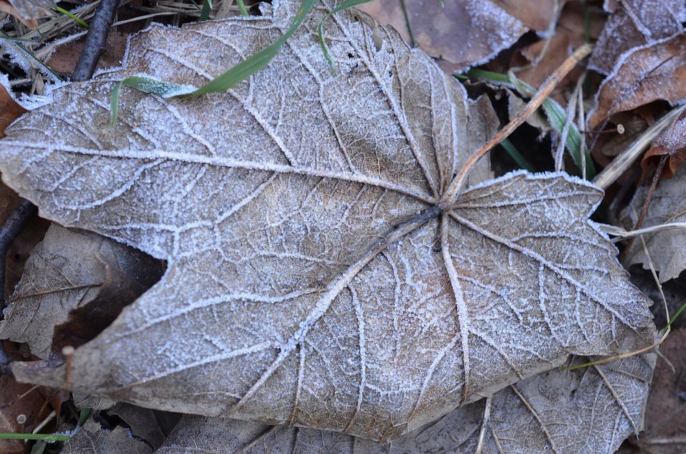 Closeup on frost covered leaves. Free public domain CC0 image. 