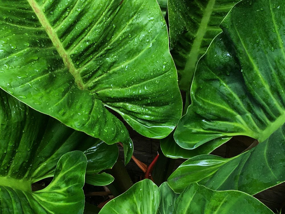 Alocasia leaf background. Free public domain CC0 photo.