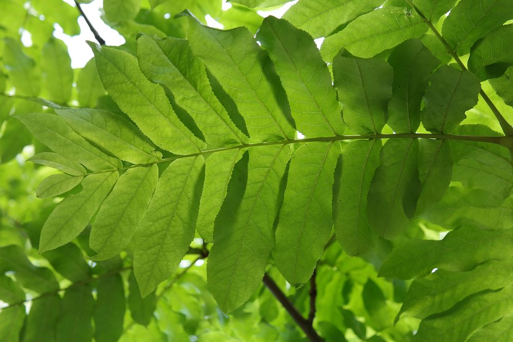 Leaf texture, nature background. Free public domain CC0 photo.