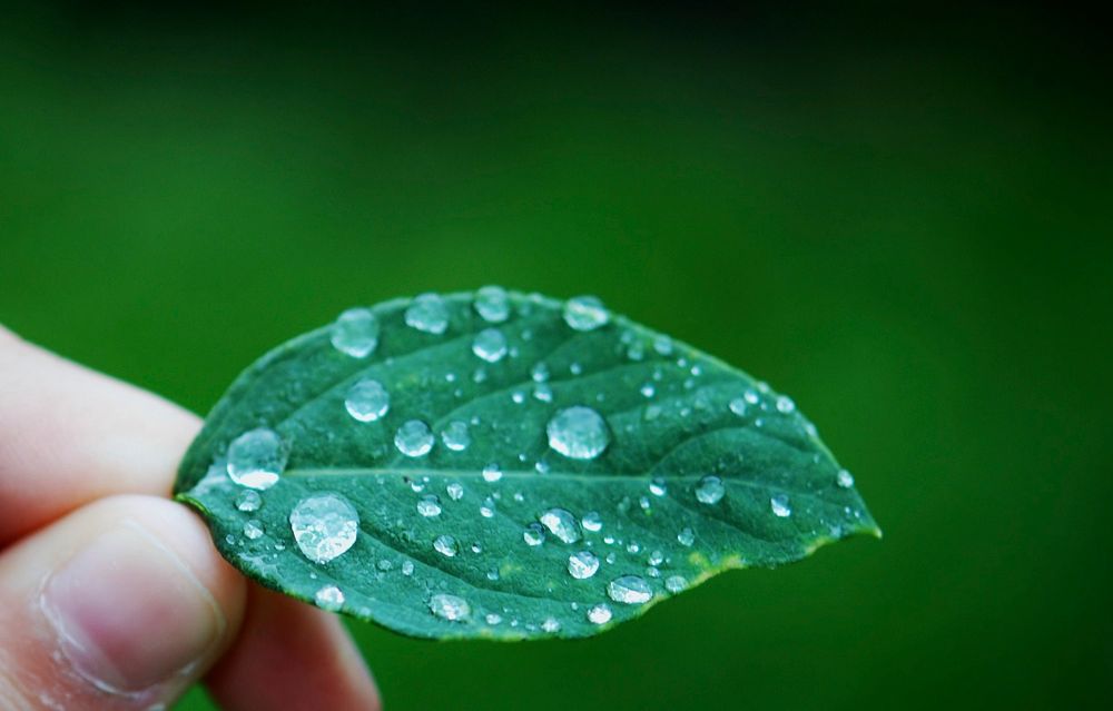 Wet leaf held by hand. Free public domain CC0 image.