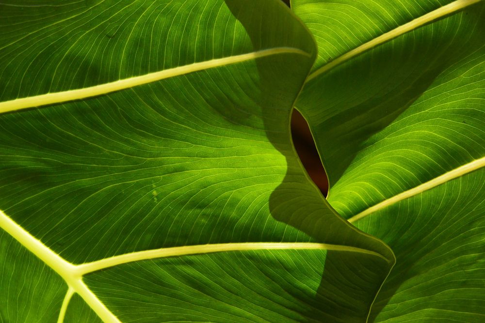 Botanical leaves, nature. Free public domain CC0 photo