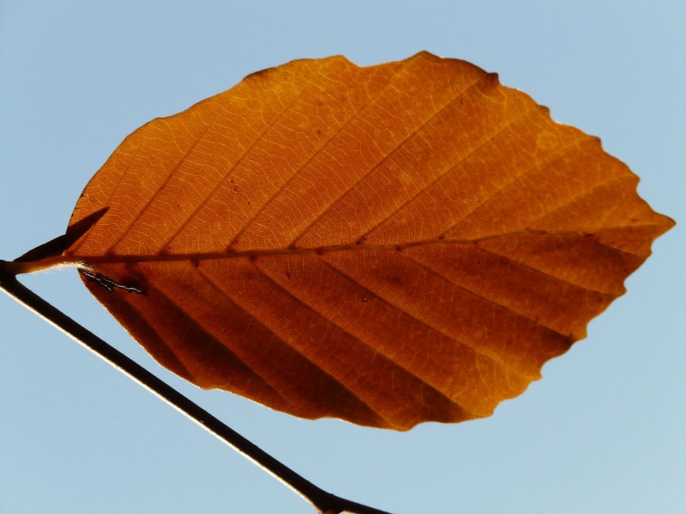 Aesthetic autumn leaf background. Free public domain CC0 image.