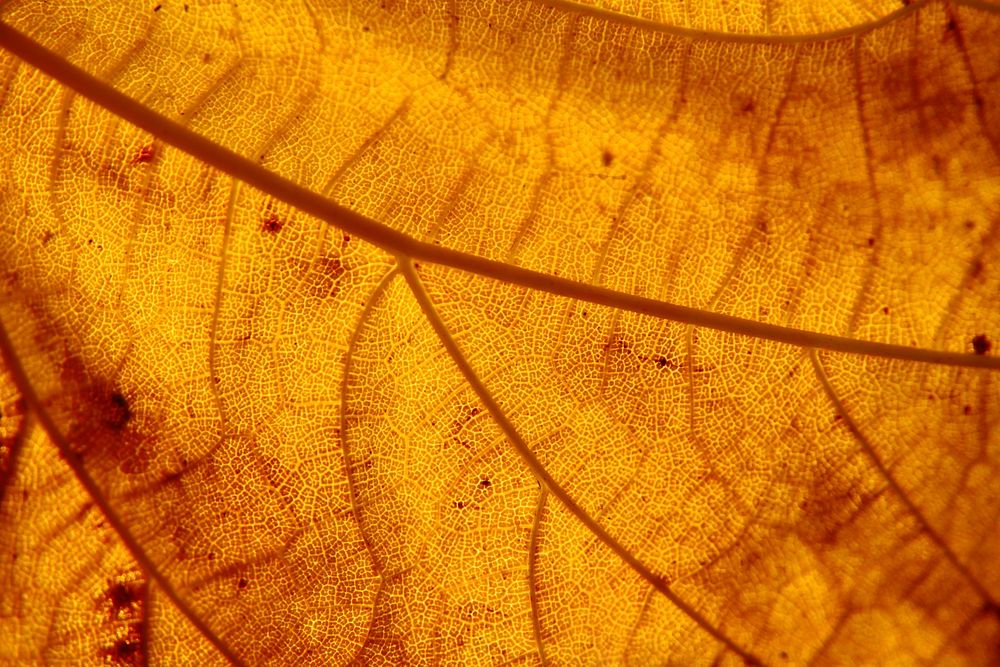 Dried leaf texture. Free public domain CC0 photo.