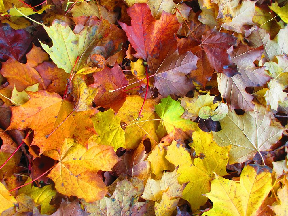 Maple leaf, Autumn seasonal background. Free public domain CC0 photo.