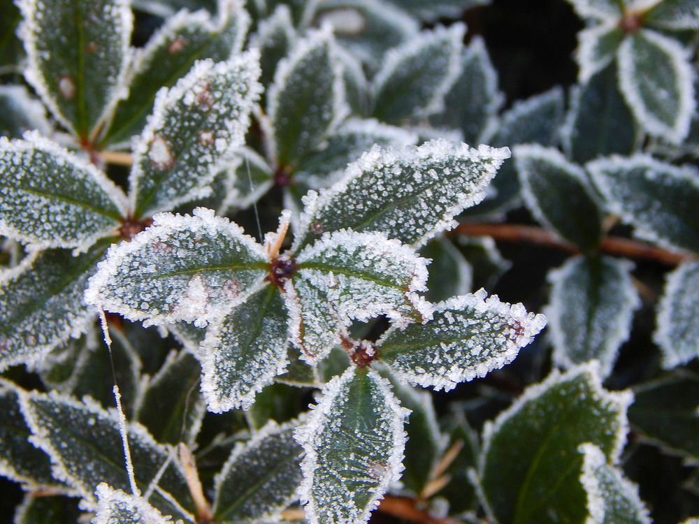 Closeup on frost covered leaves. Free public domain CC0 image. 