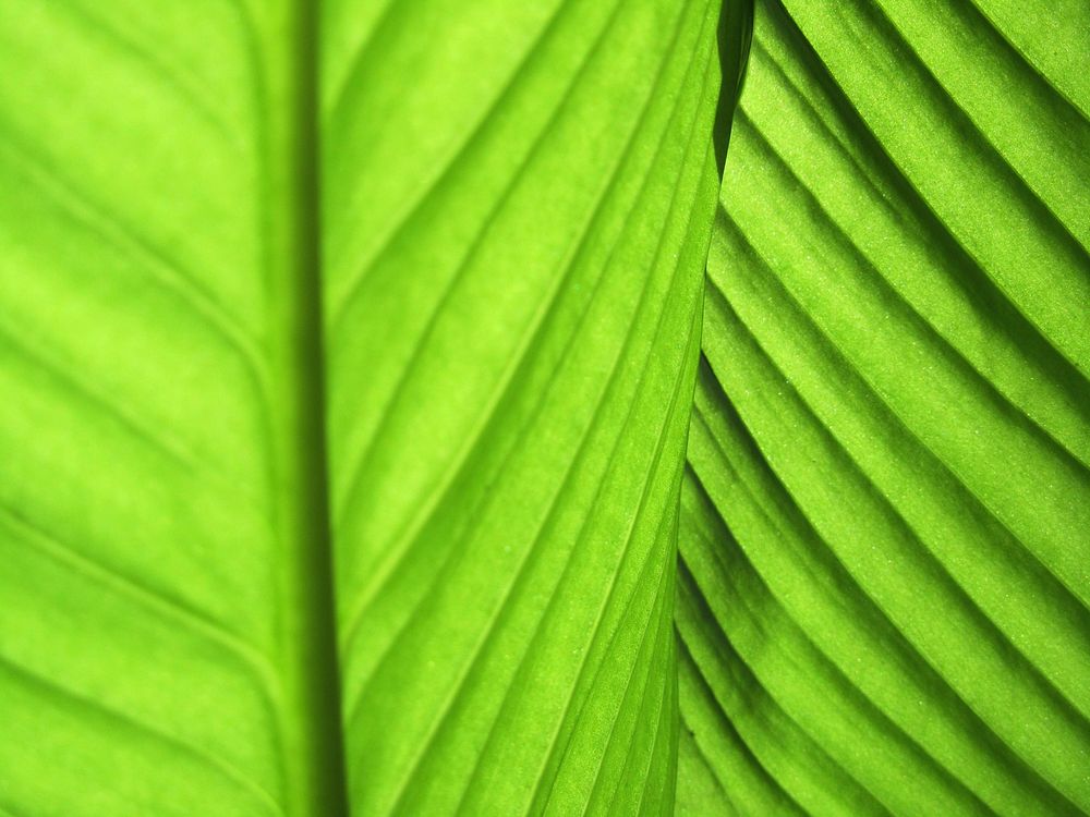 Green leaf macro photo. Free public domain CC0 image.