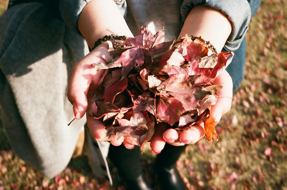 Hand holding autumn leaves. Free public domain CC0 image.