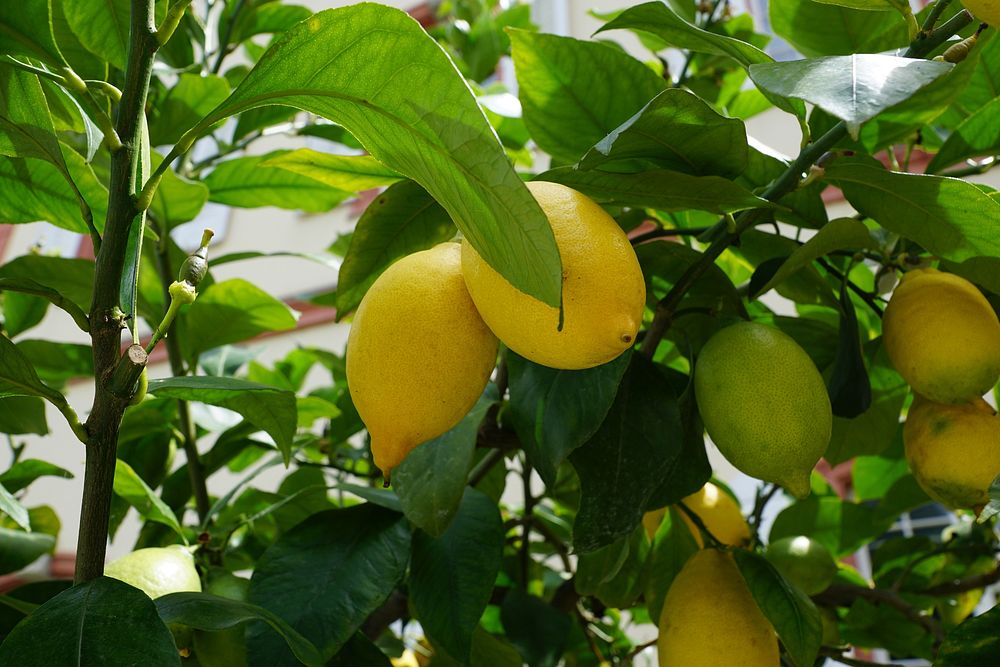 Yellow lemons growing on tree. Free public domain CC0 image. 