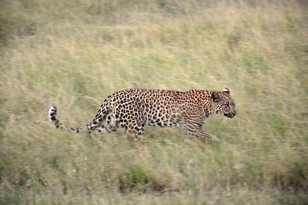 Leopard animal walking in wilderness. Free public domain CC0 photo.
