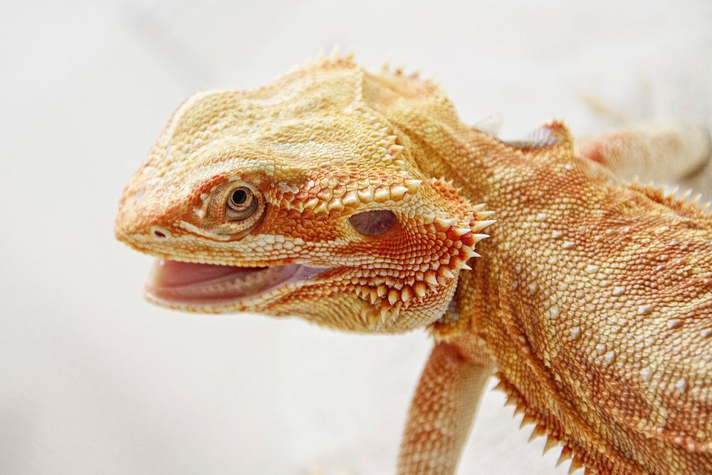 Iguana lizard. Free public domain CC0 image.