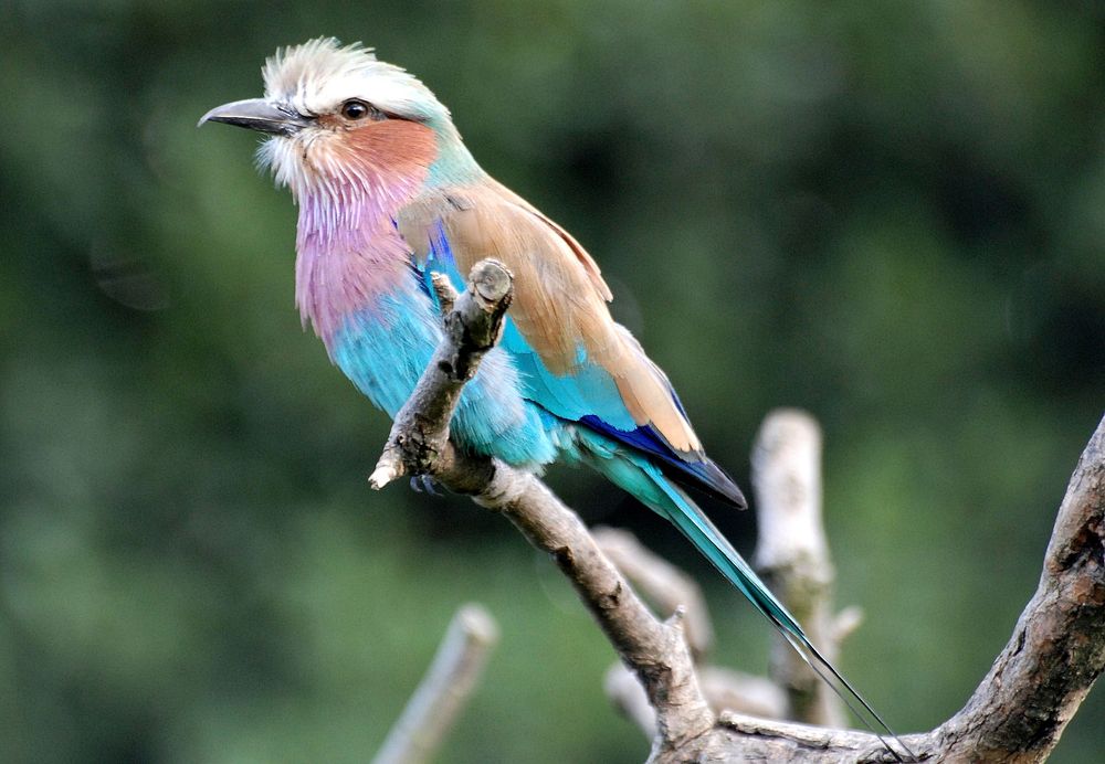 Lilac breasted roller bird. Free public domain CC0 image.