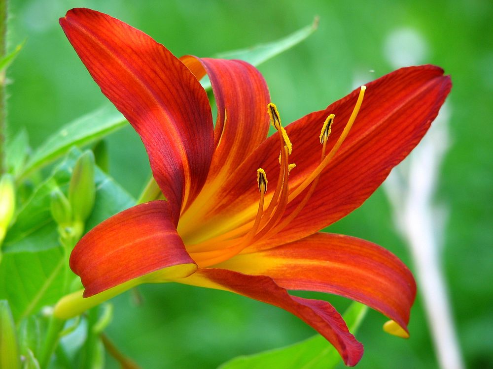 Red lily background. Free public domain CC0 image.
