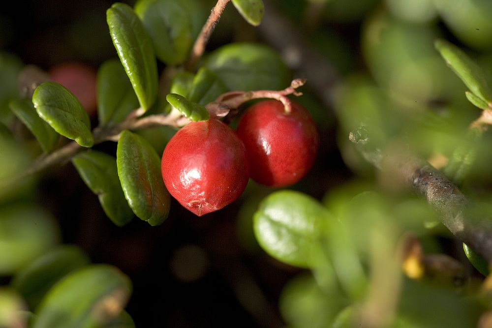 Closeup on lingonberries. Free public domain CC0 image.