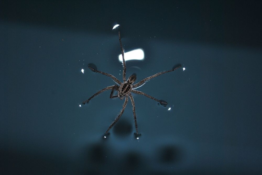 Spider on water, insect photo. Free public domain CC0 image.