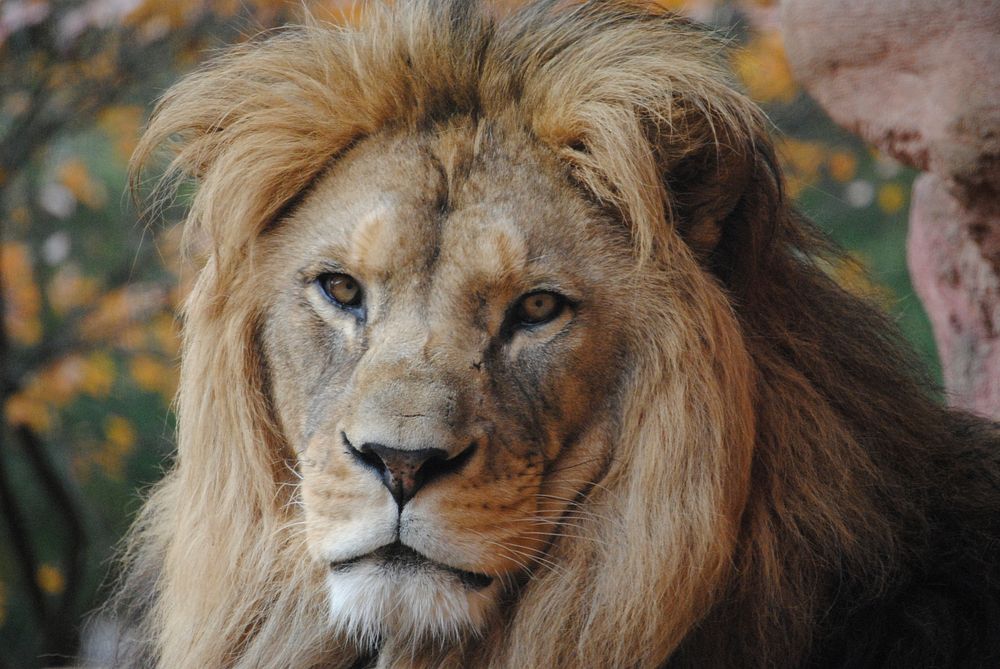 Lion face closeup. Free public domain CC0 image.