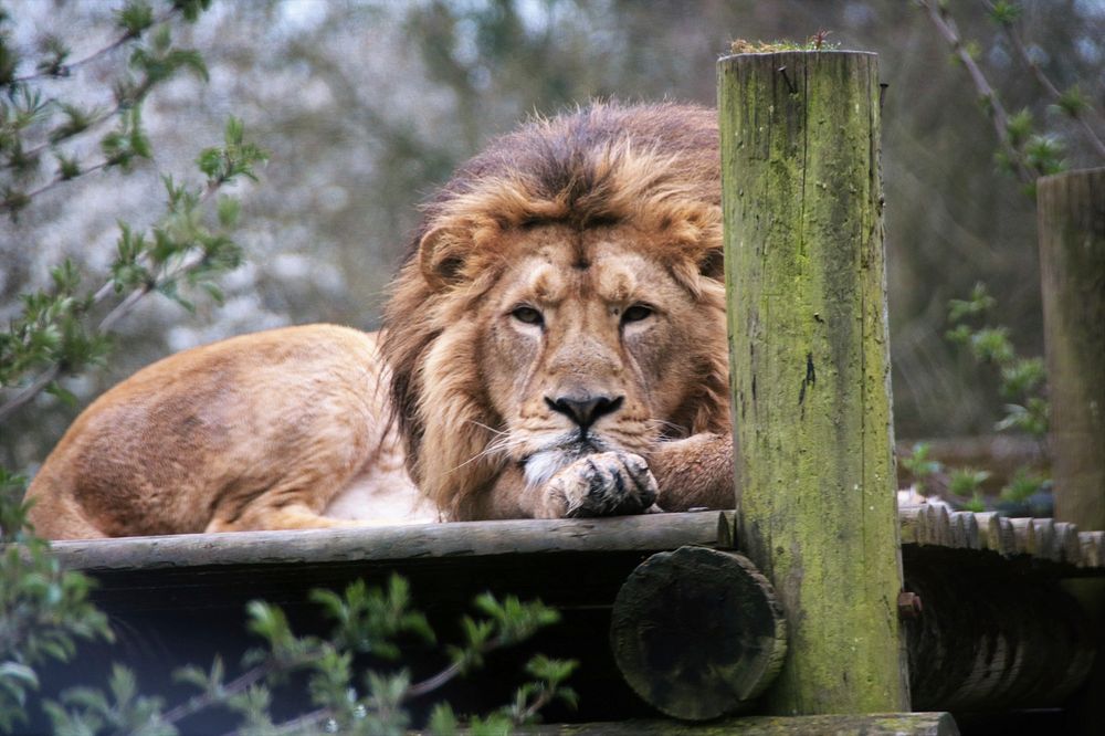 Lion in the wild. Free public domain CC0 image.