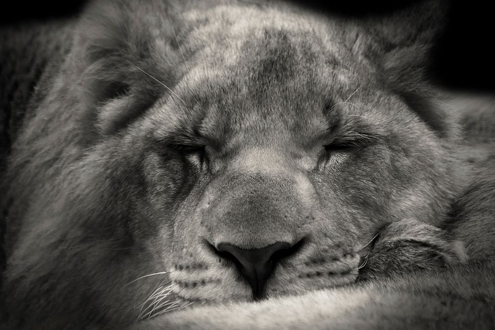 Lion sleeping. Free public domain CC0 image.