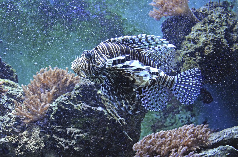 Beautiful lionfish underwater close up. Free public domain CC0 photo.