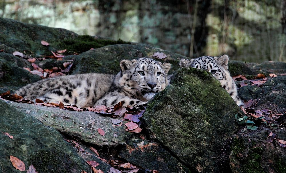 Leopards relaxing image. Free public domain CC0 photo.