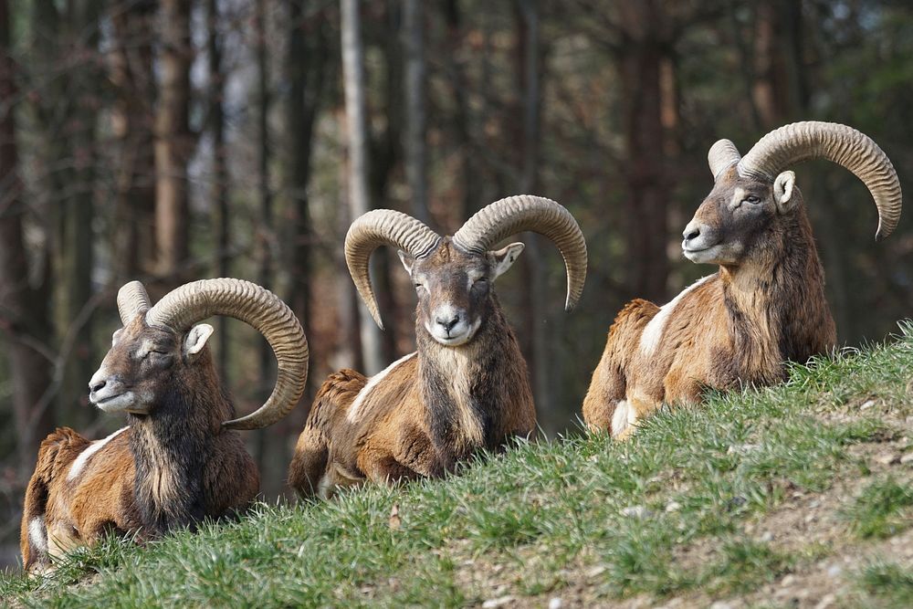 Mouflon. Free public domain CC0 photo