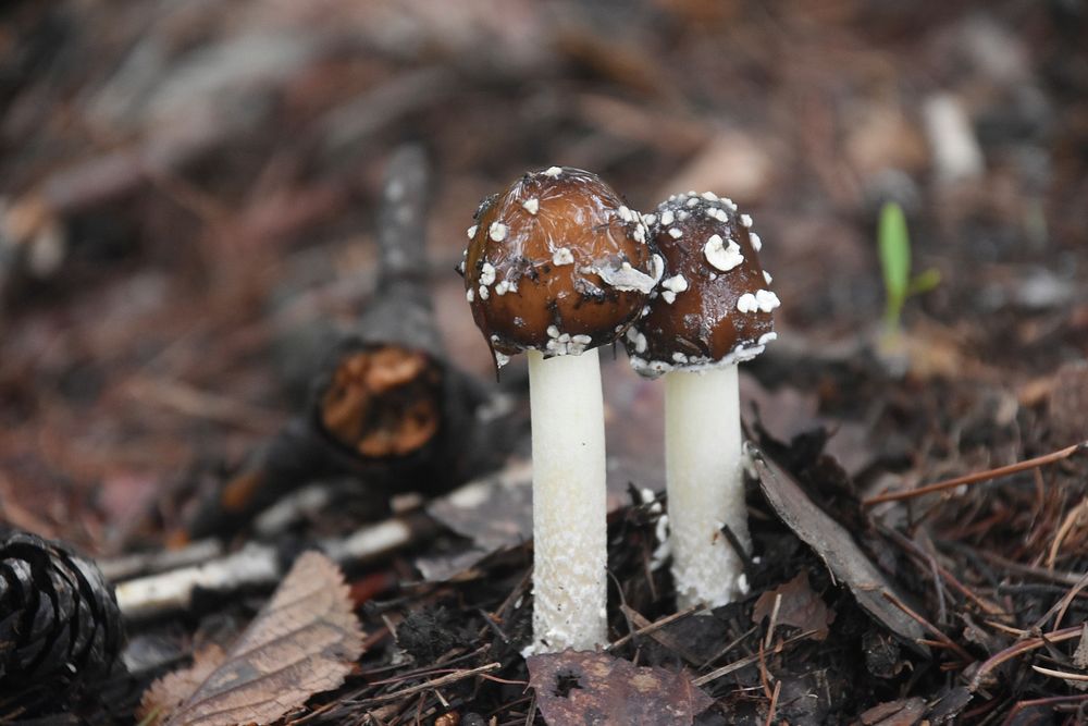 Brown mushroom with thin stem. Free public domain CC0 image.