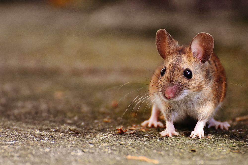 Brown mouse walking on the ground. Free public domain CC0 image.