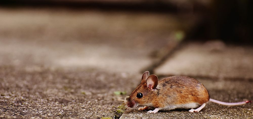 Brown mouse walking on the ground. Free public domain CC0 image.