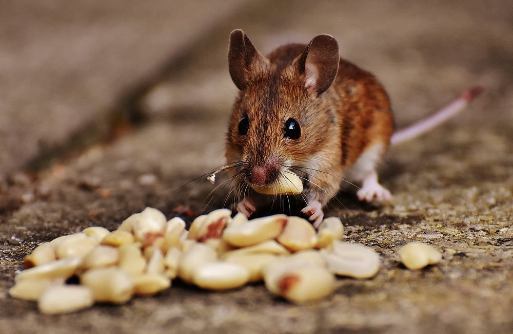 Cute mouse eating. Free public domain CC0 image.