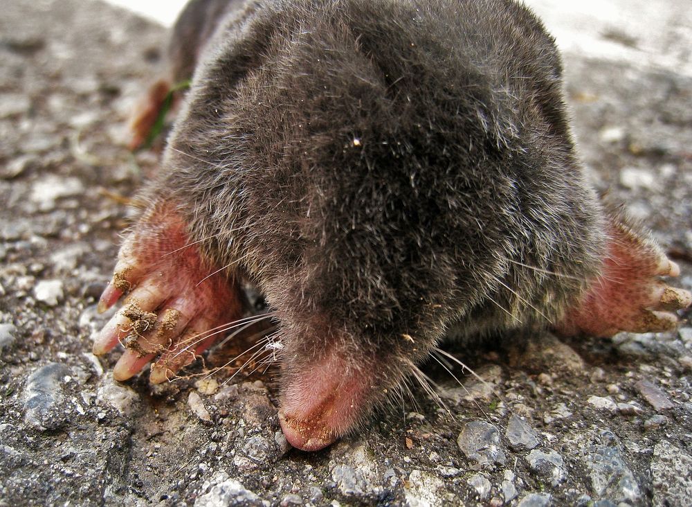 Northern broad-footed mole. Free public domain CC0 photo.