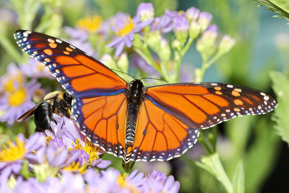 Butterfly on flower. Free public domain CC0 photo.